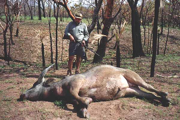Buffalo killed with AH Rifle
