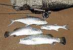 Cullen Bay Bag