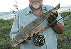 Flathead on Fly