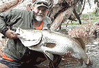 Ross River Barra