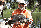 Townsville Tilapia