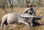 Blood-Trail Bull