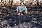 Bushfire Boar