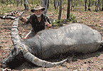 Last Buffalo Bull