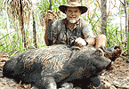 Boar in Pandanus Thicket